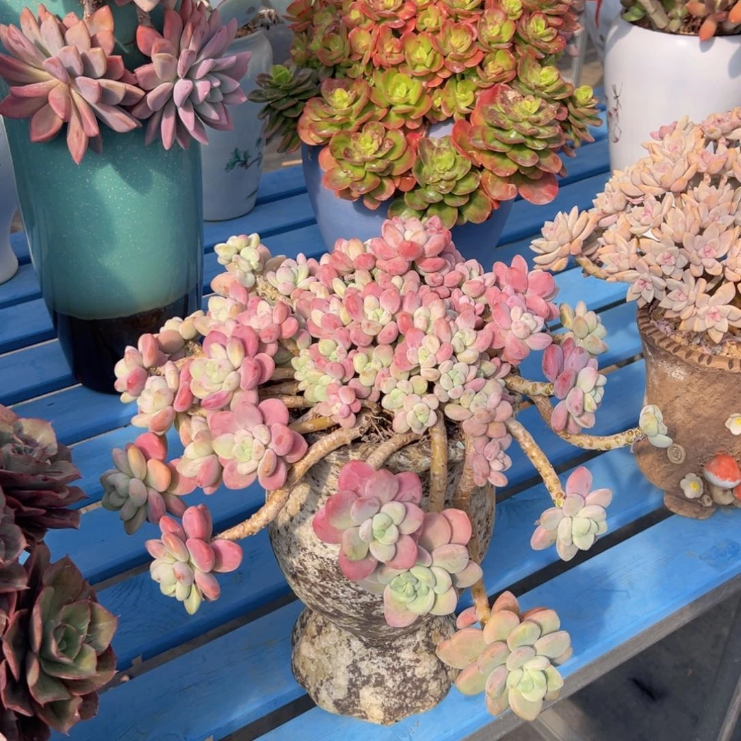 米***轨红洛神带盆物流自理