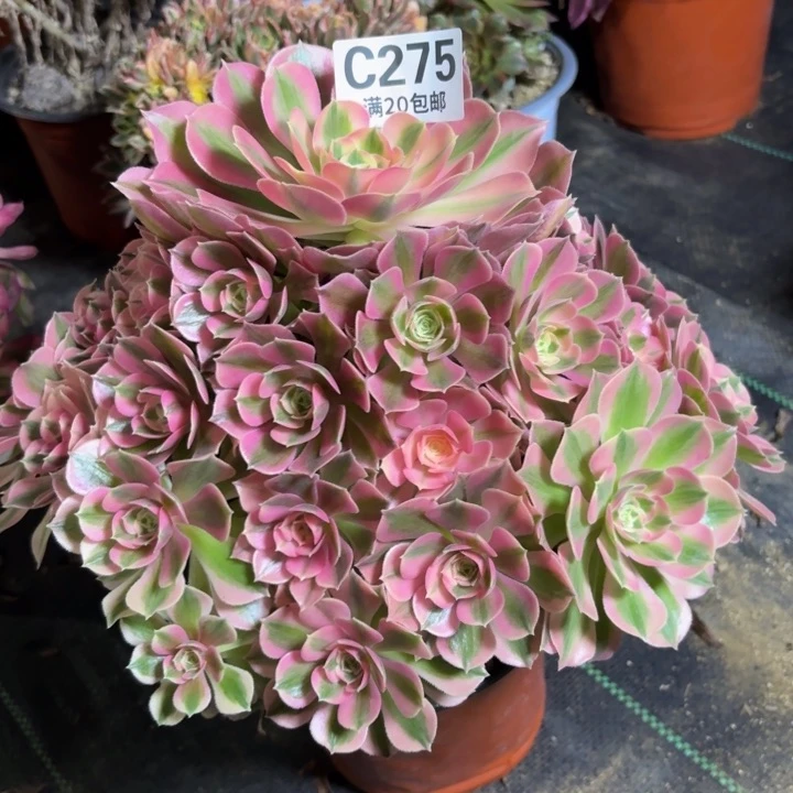 瑞妈一物一拍275