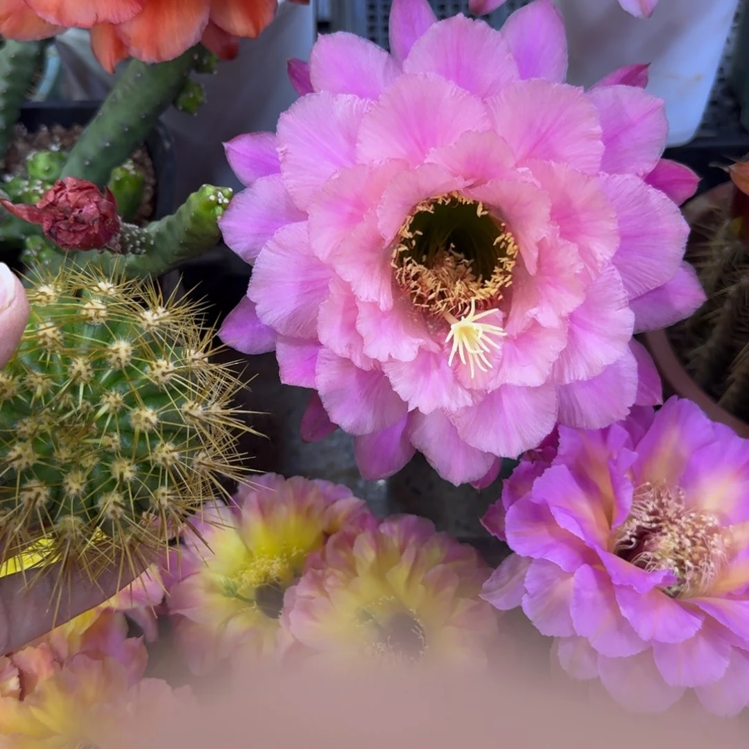 209毛花柱毛110歪无根牙5公分左右，20包邮