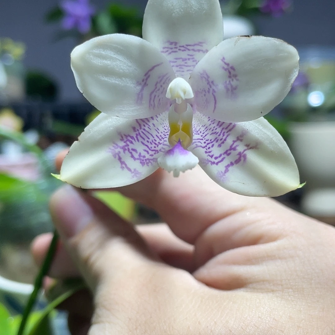 完全开放12叶瑕花期不保