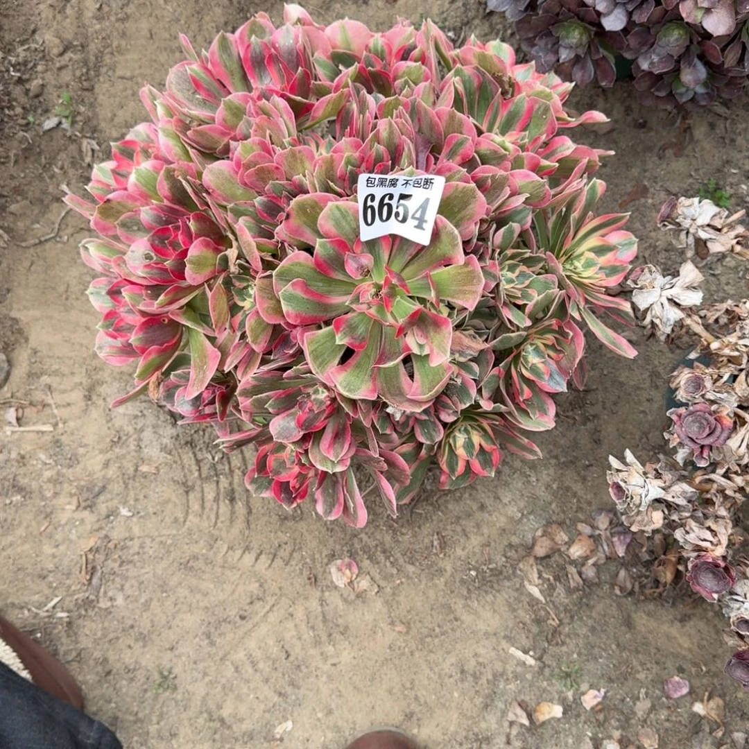 法师女郎16-14 6654