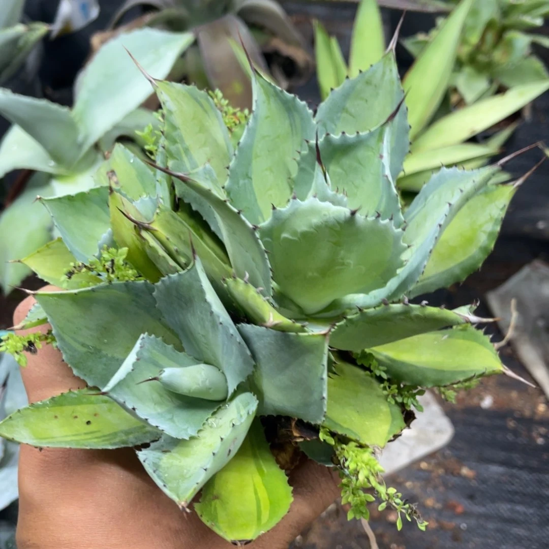 山宅雷神浅中班锦带侧芽