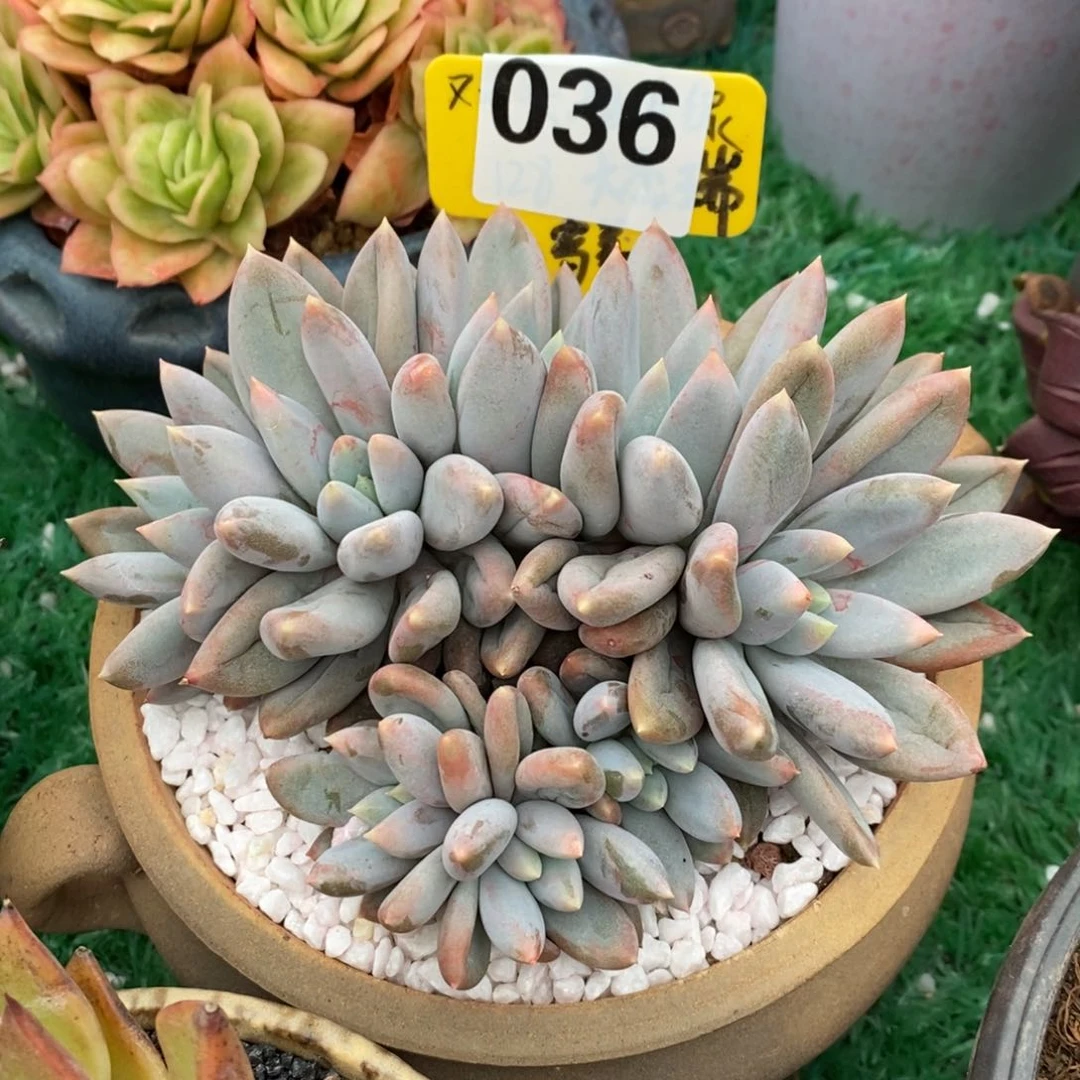 哥特萝莉多肉植物盆栽