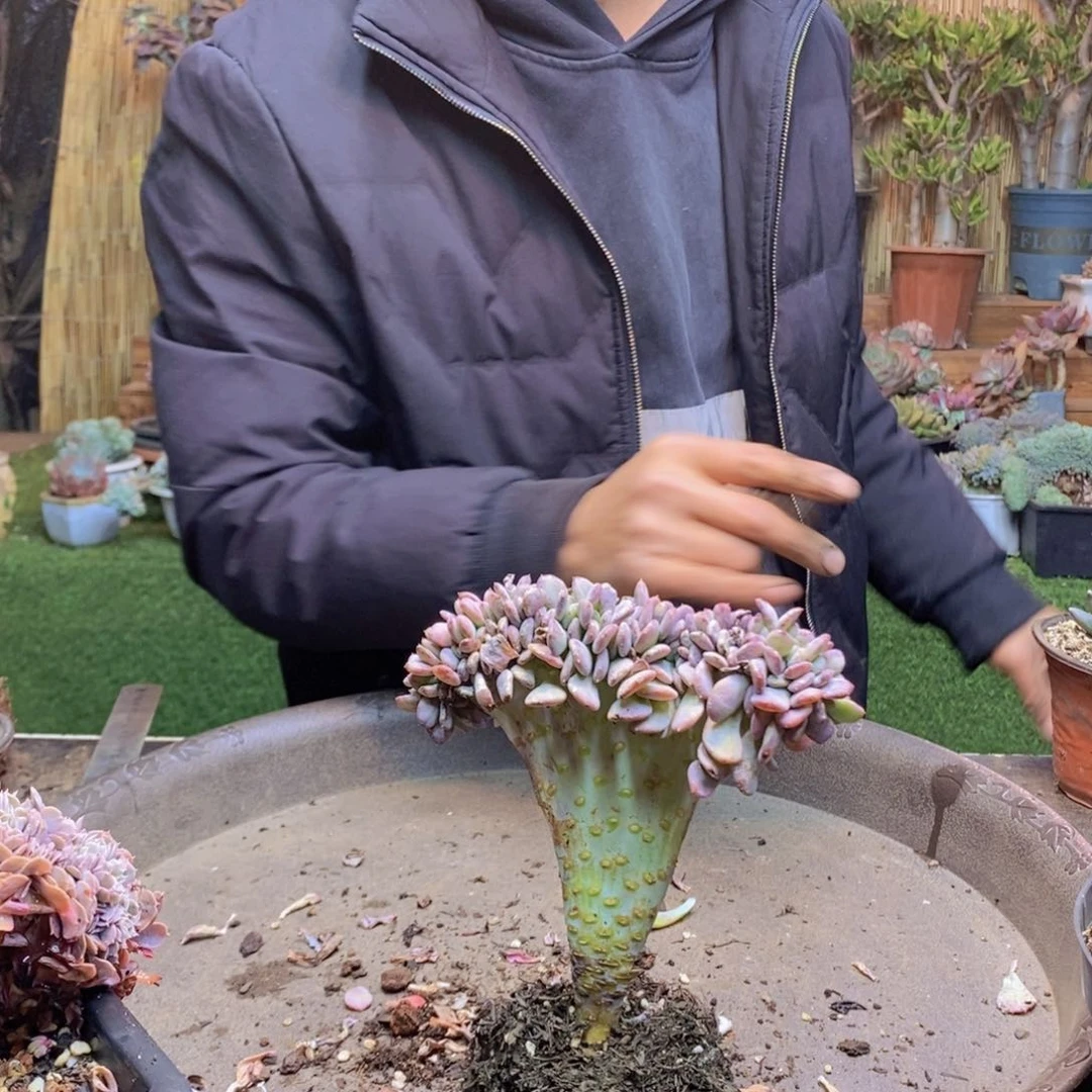 ?****77 号玛瑙缀化