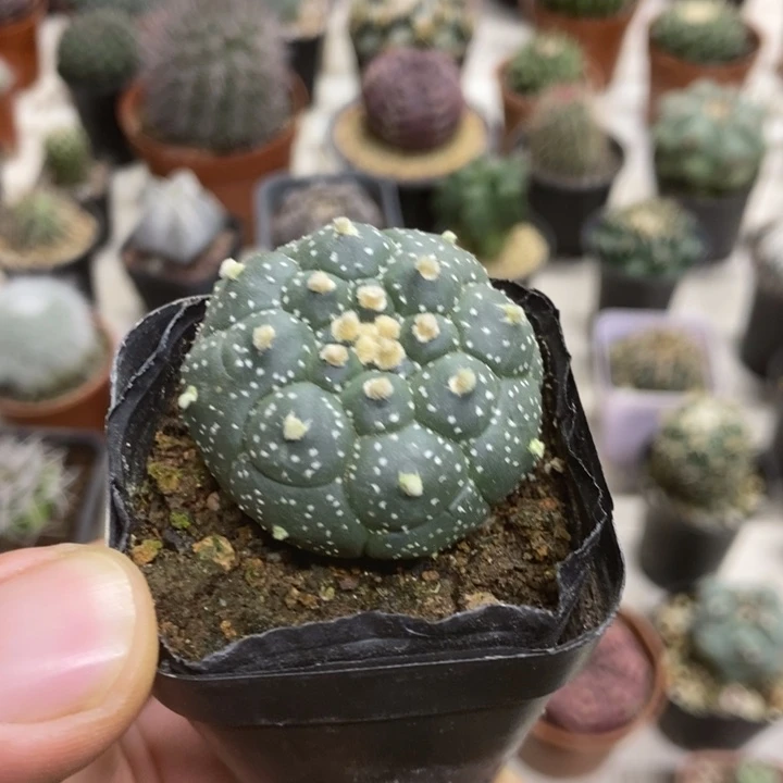 实生银纱龟甲兜特价