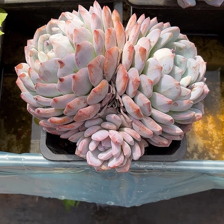 贰****多肉植物一物一拍