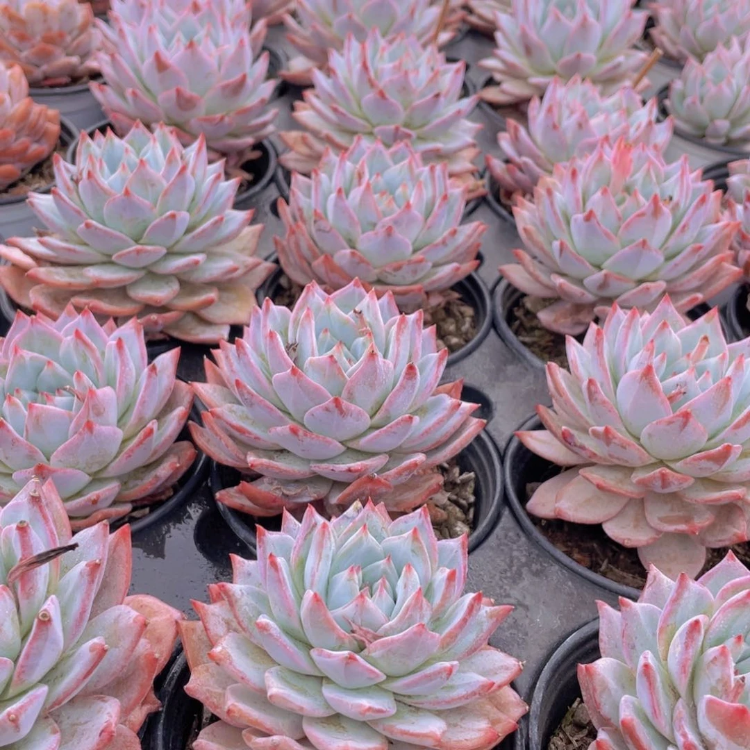 791号 韩版粉蓝鸟单头一个