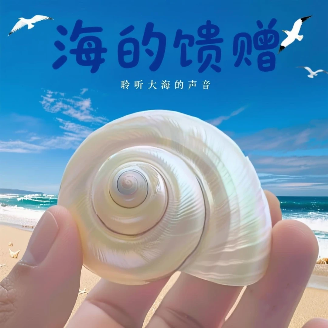 手工天然白色去皮海螺贝壳可作寄居蟹替换壳用于鱼缸水族造景装饰