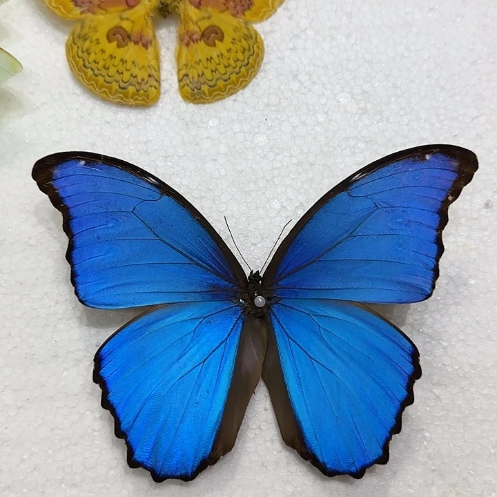大蓝闪蝶蝴蝶标本带框