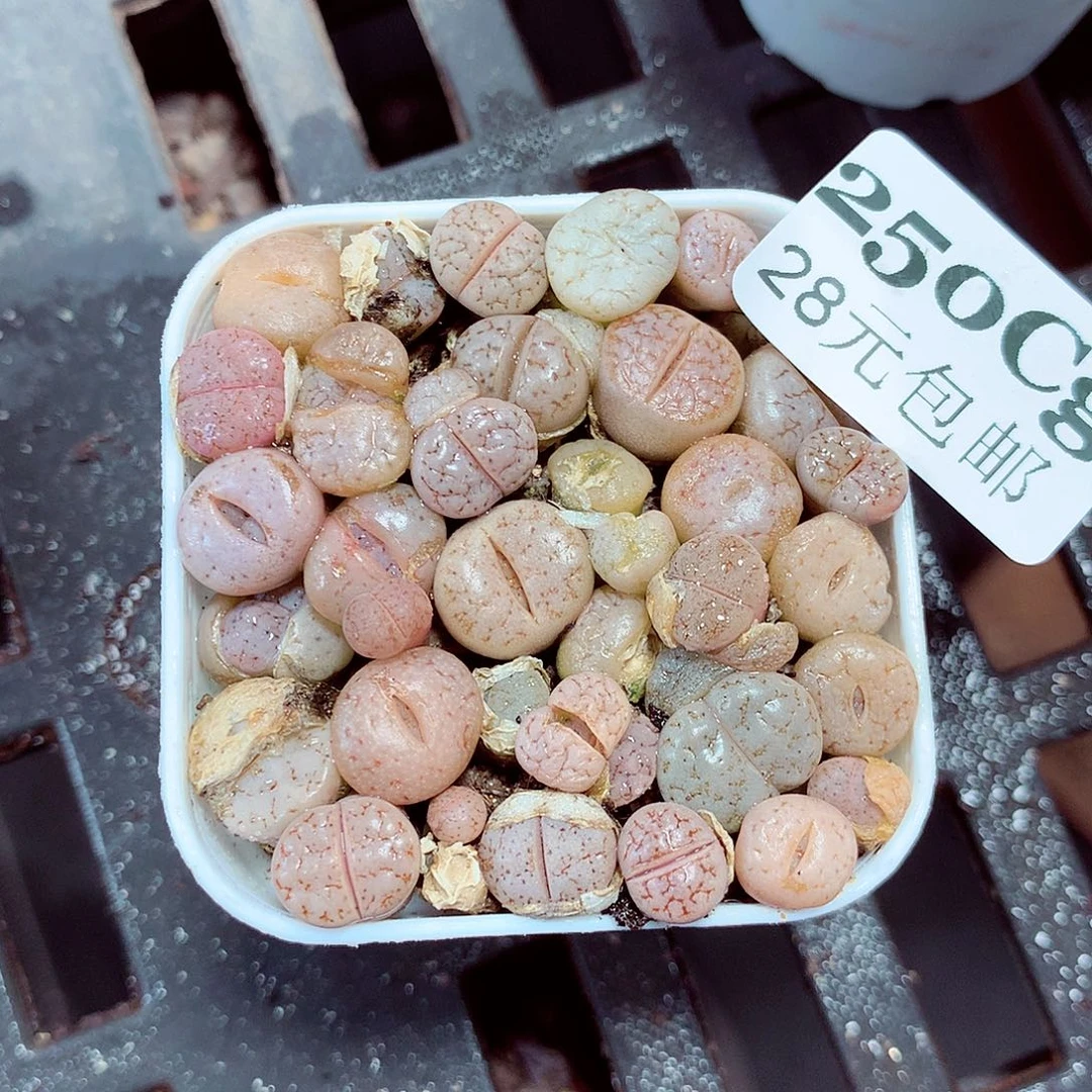 5厘米盆精控多肉250