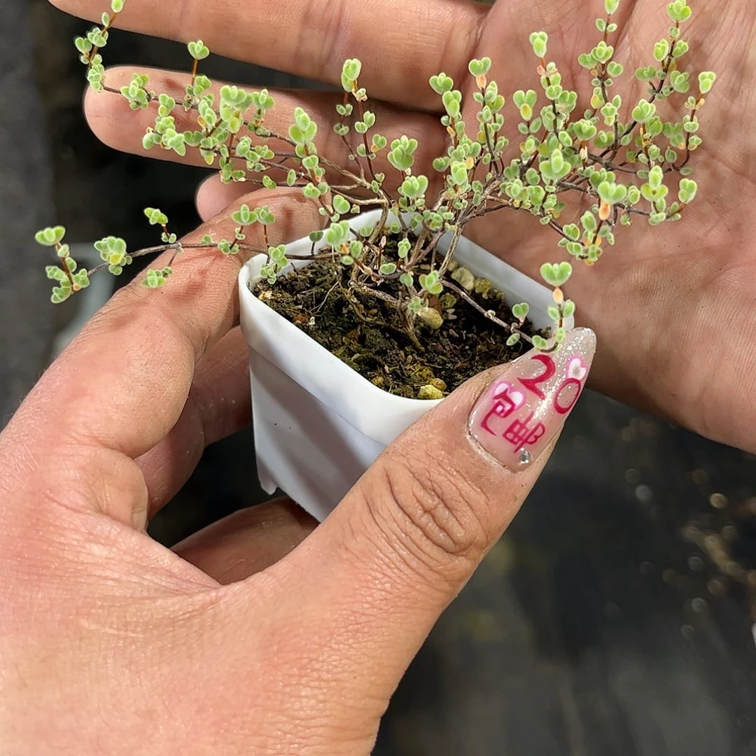 莱斯老桩单头发货