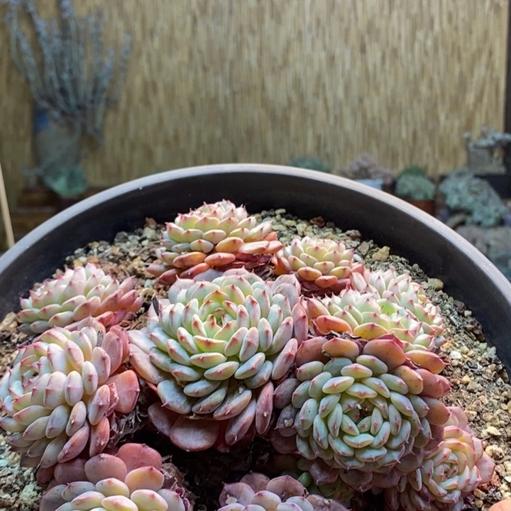 1****17 号白胖子多肉植物