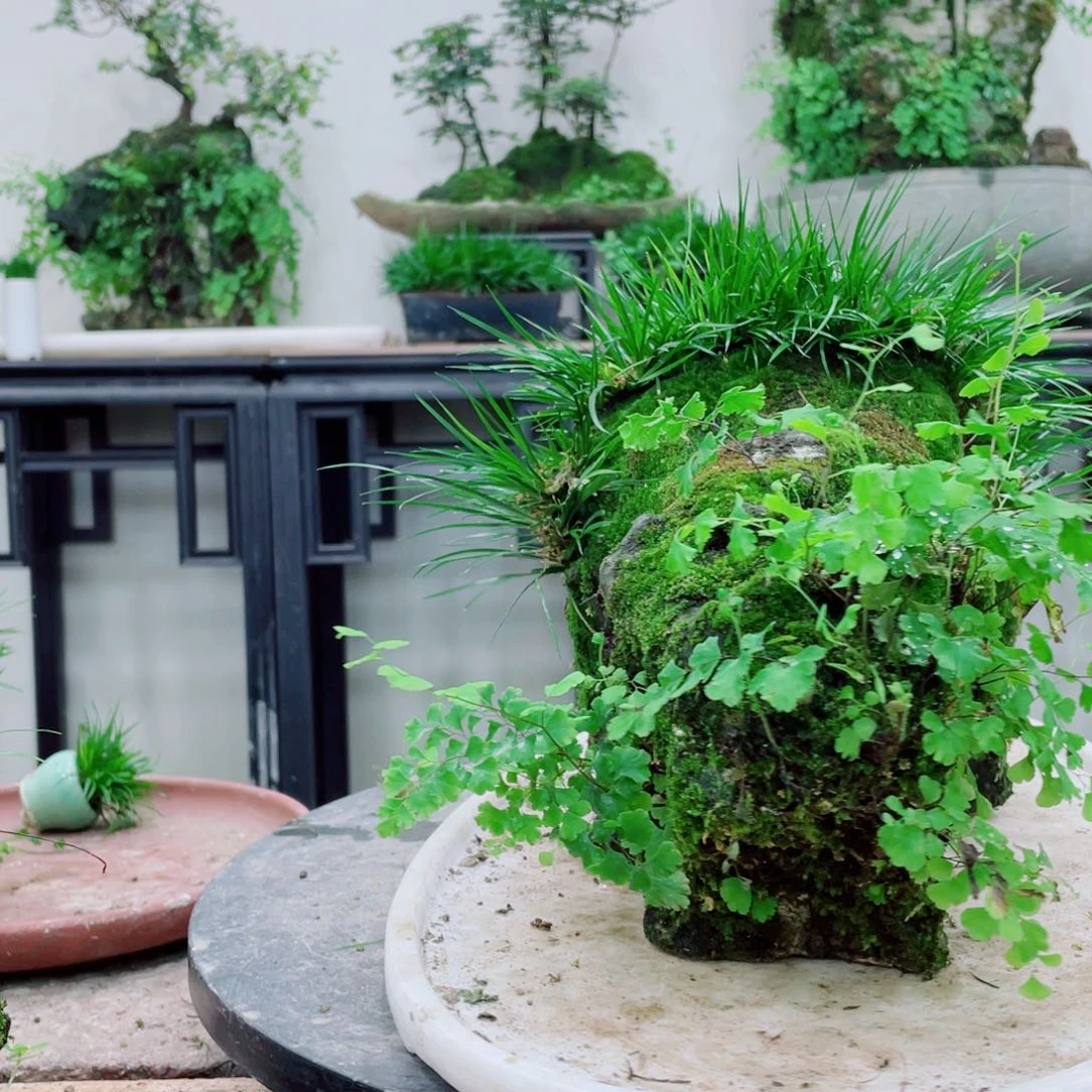 无铅玻璃一***～铁线蕨铁线蕨铁线蕨