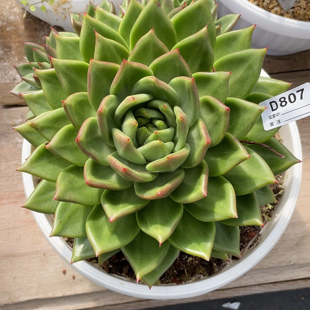 若如东云单拍D807