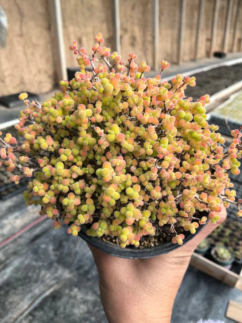 正版金桔蜜橘糖球多肉植物懒人好养绿植盆栽