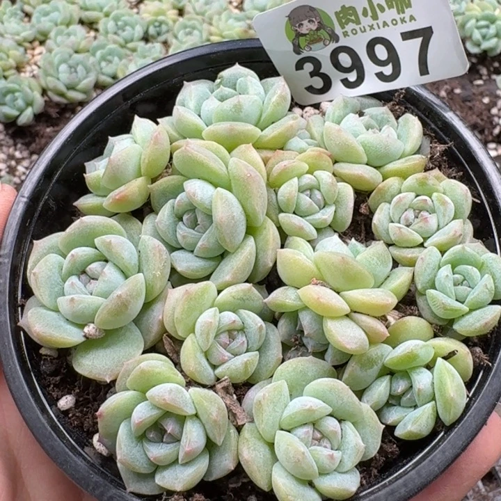 当前无花朵，栽培后可花朵多肉植物多肉植物