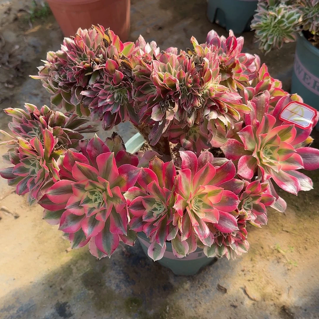 板子有伤粉女巫缀化92