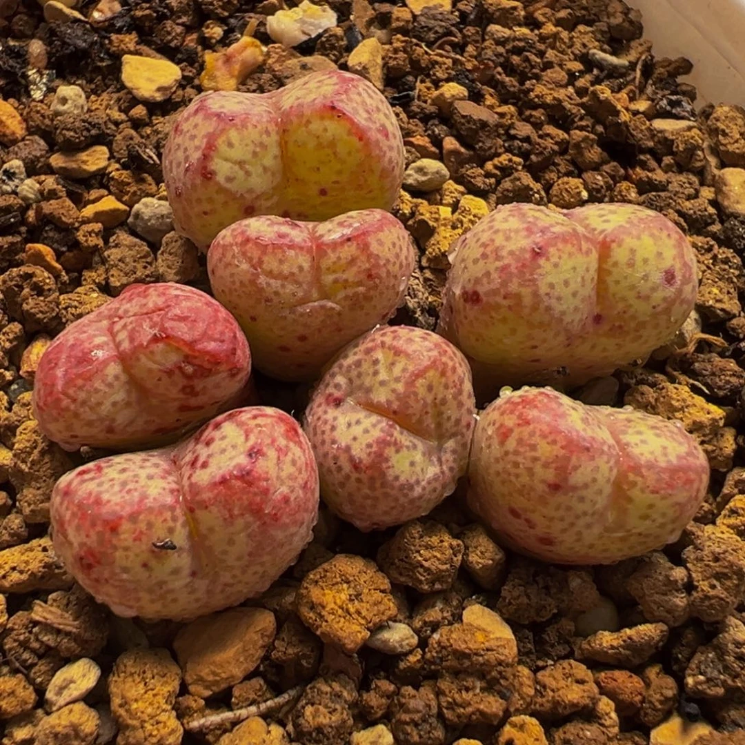482多肉植物种类多样
