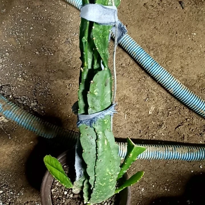 雨*令箭何花东北小粉