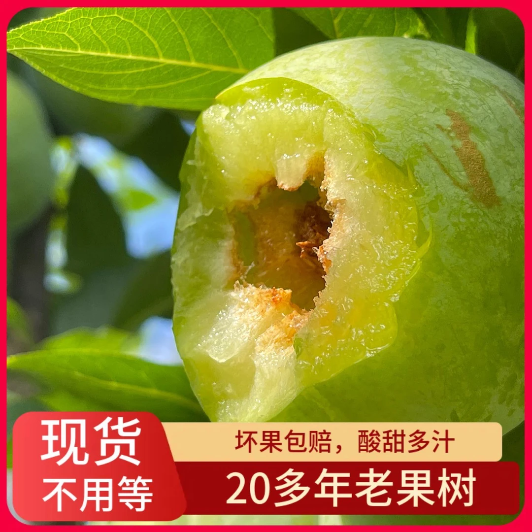 青脆新鲜奈李脱骨李子正宗奈李新鲜现摘广西奈青脆李脆李子当季孕
