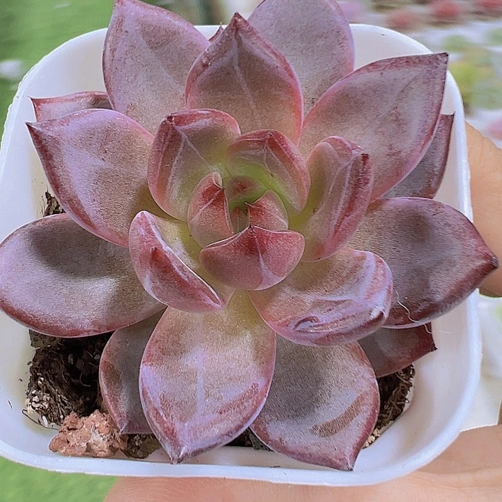 夜魔侠19包邮多肉植物