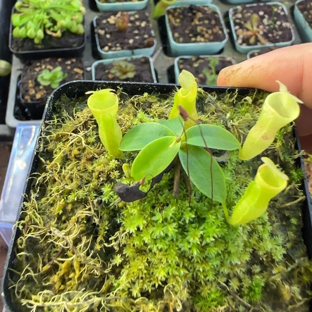 小****完全开放一物一拍猪笼草