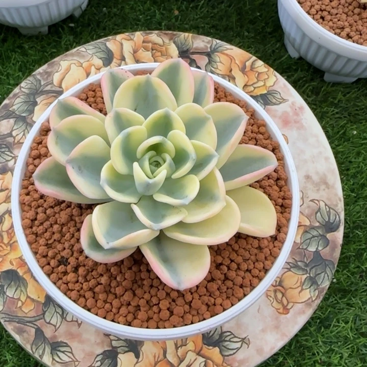 美尻锦多肉植物的时候回来