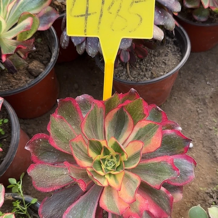 4185--多头多肉植物