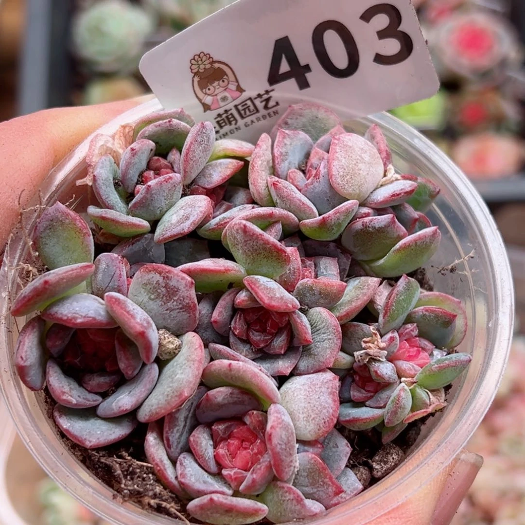 好****?多肉植物多肉植物