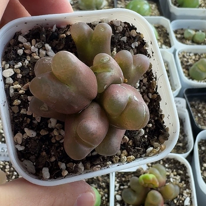 老马生石花八头毛1635
