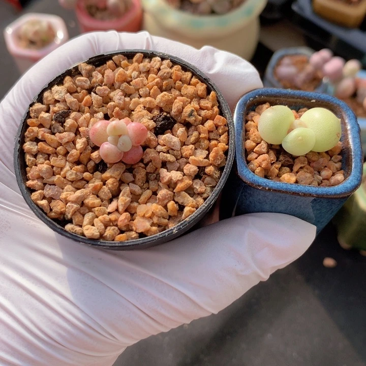 是****寻梅+如意 一物一拍