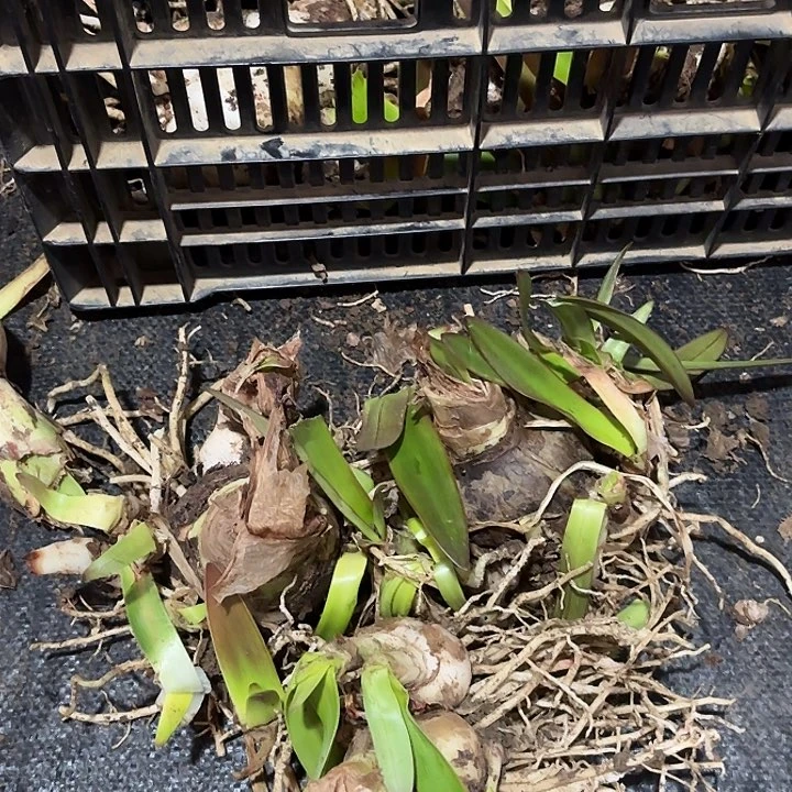 杂交51号开花不售后