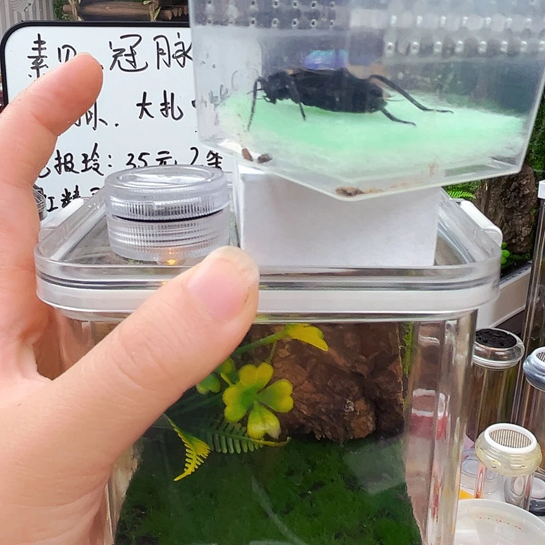 生态箱带电报铃柬竹