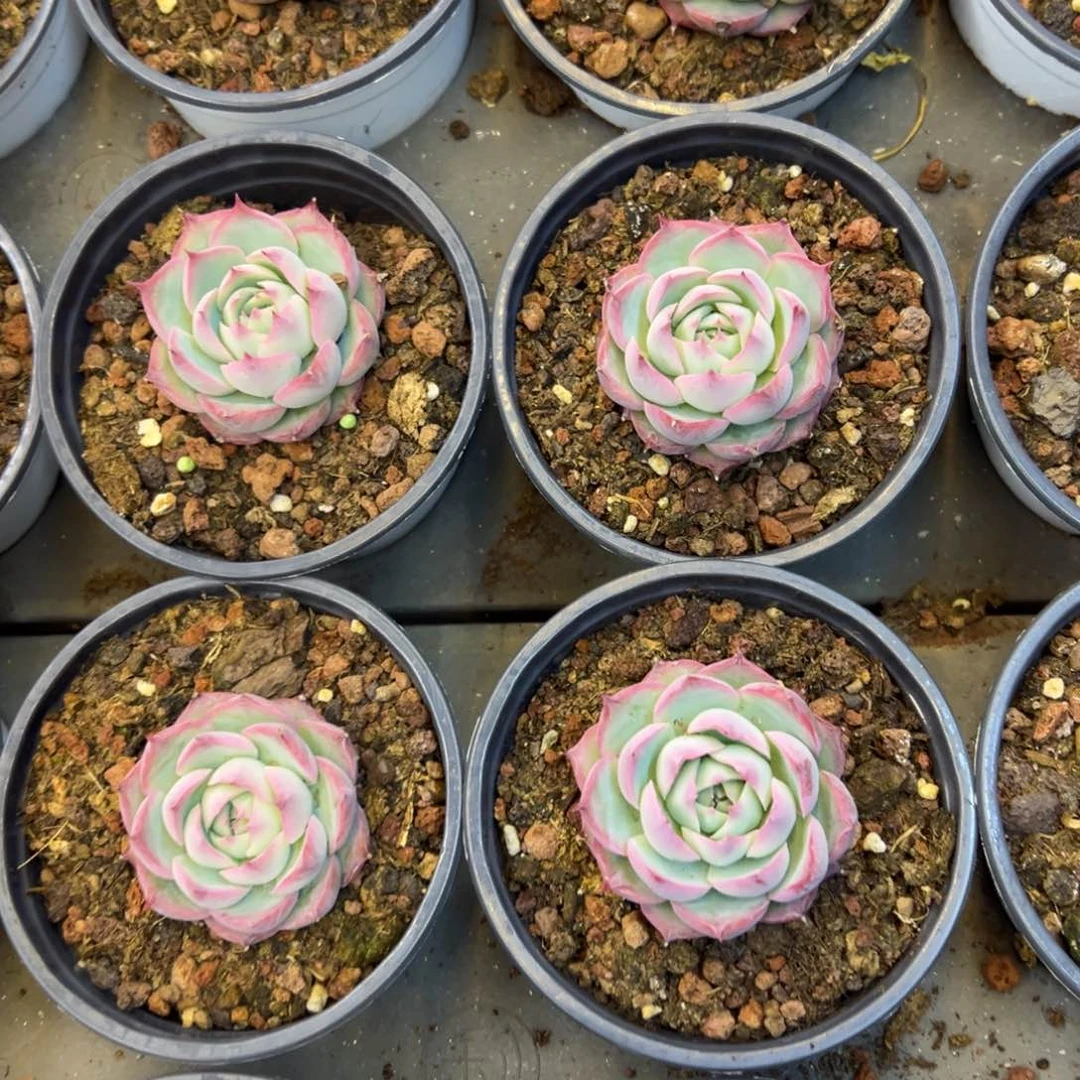 侧影，福利多多的多多