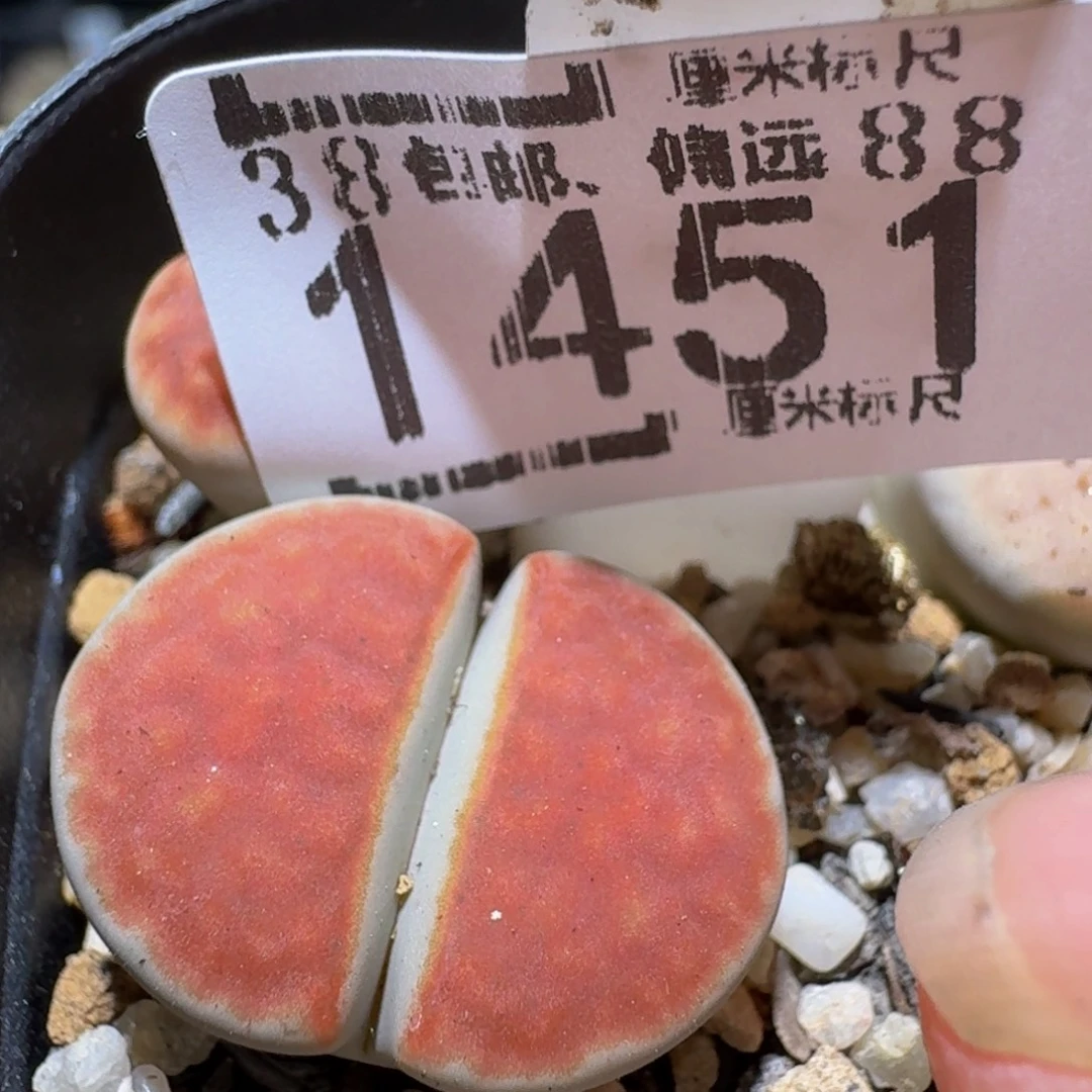 zzzz生石花肉锥1451