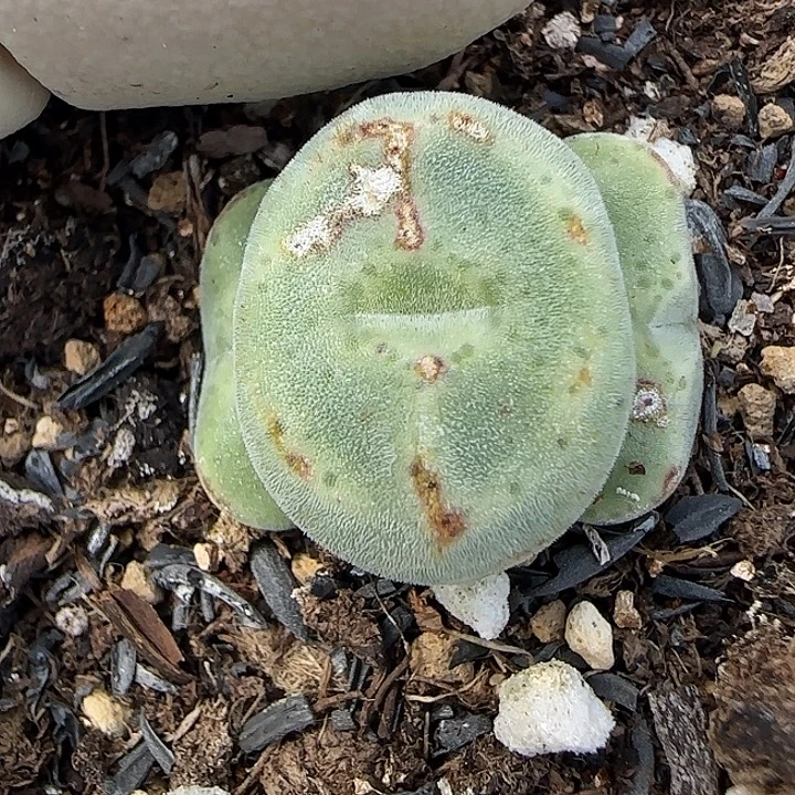 735绿豆糕绿豆糕10043