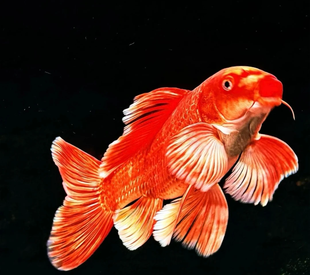 蝴蝶鲤活鱼锦鲤鱼苗观赏鱼淡水鱼红草金冷水鱼小型耐活活体小金鱼