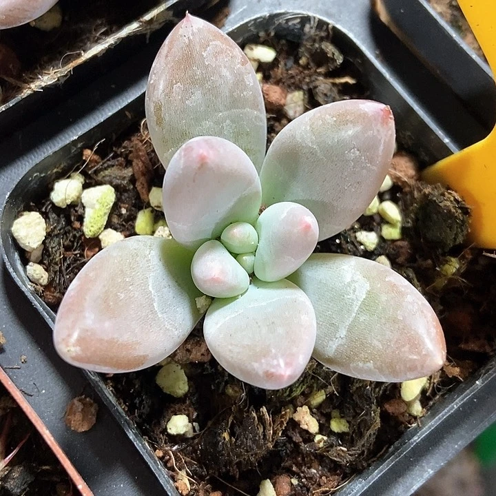 多肉植物哥特2010