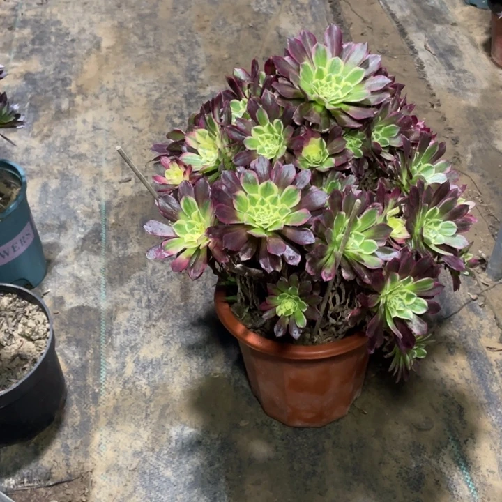 72天河多肉植物多肉多肉