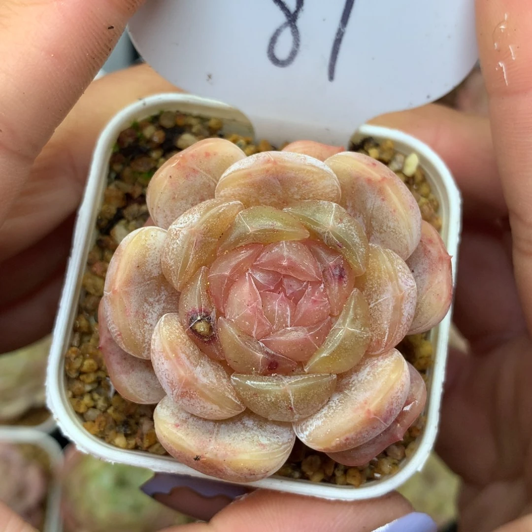 白色恋人单头87多肉