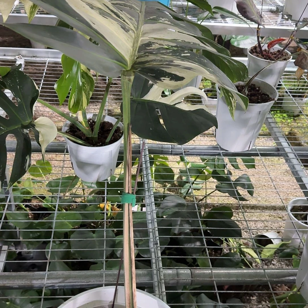 纵***海无花朵龟背竹植物一物一拍