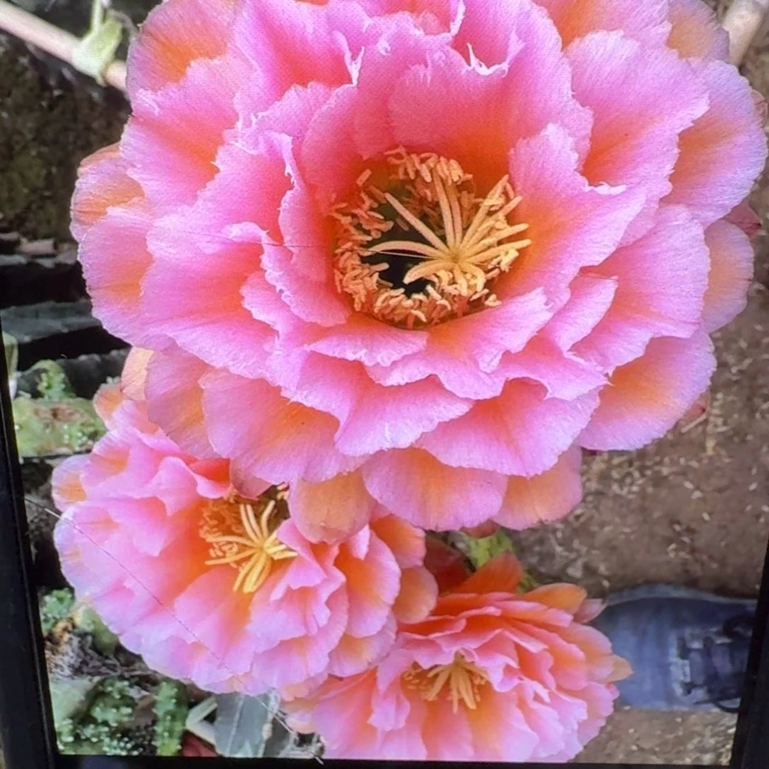 50毛花柱贵妃歪4公分左右无根侧牙，20包邮
