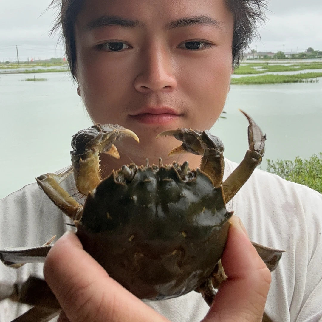 3两5母蟹10只鲜活