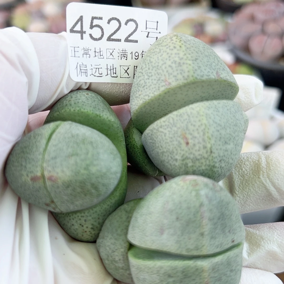 4522 好养易活生石花大母本3个