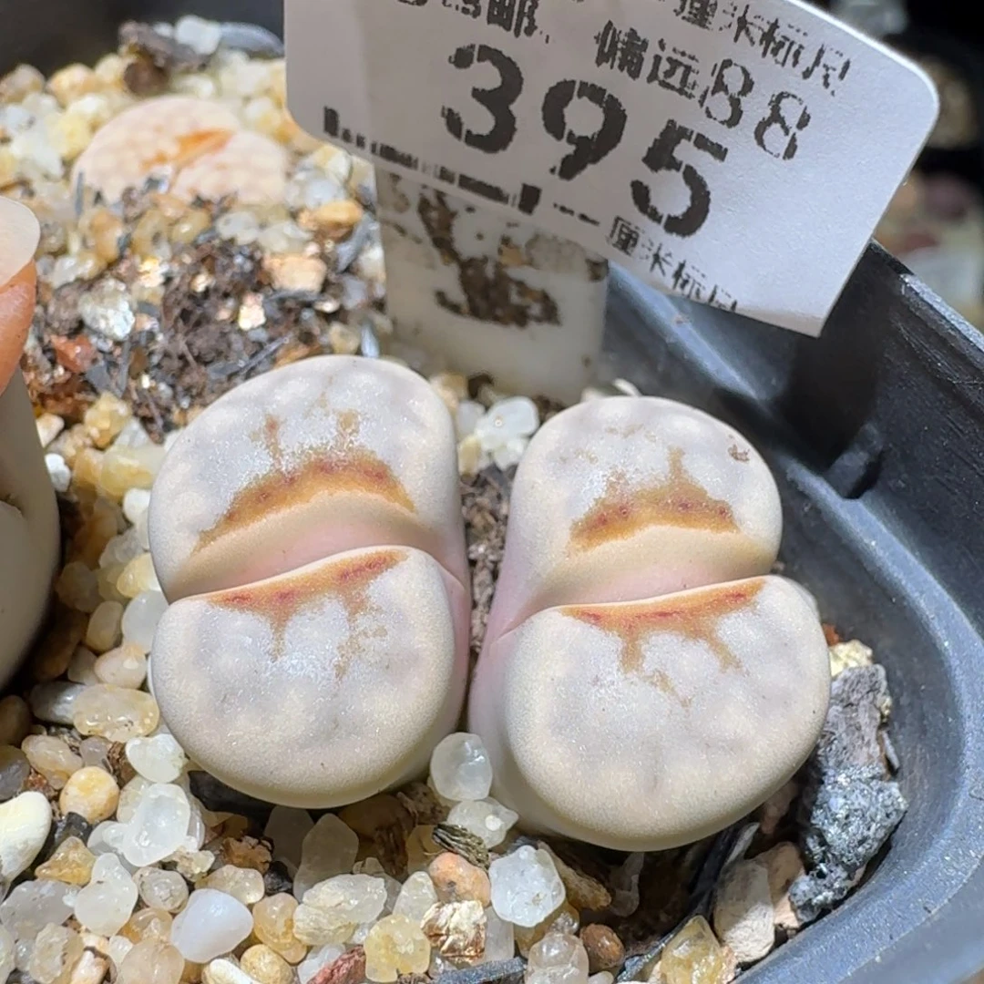 Sss清仓便宜出了395