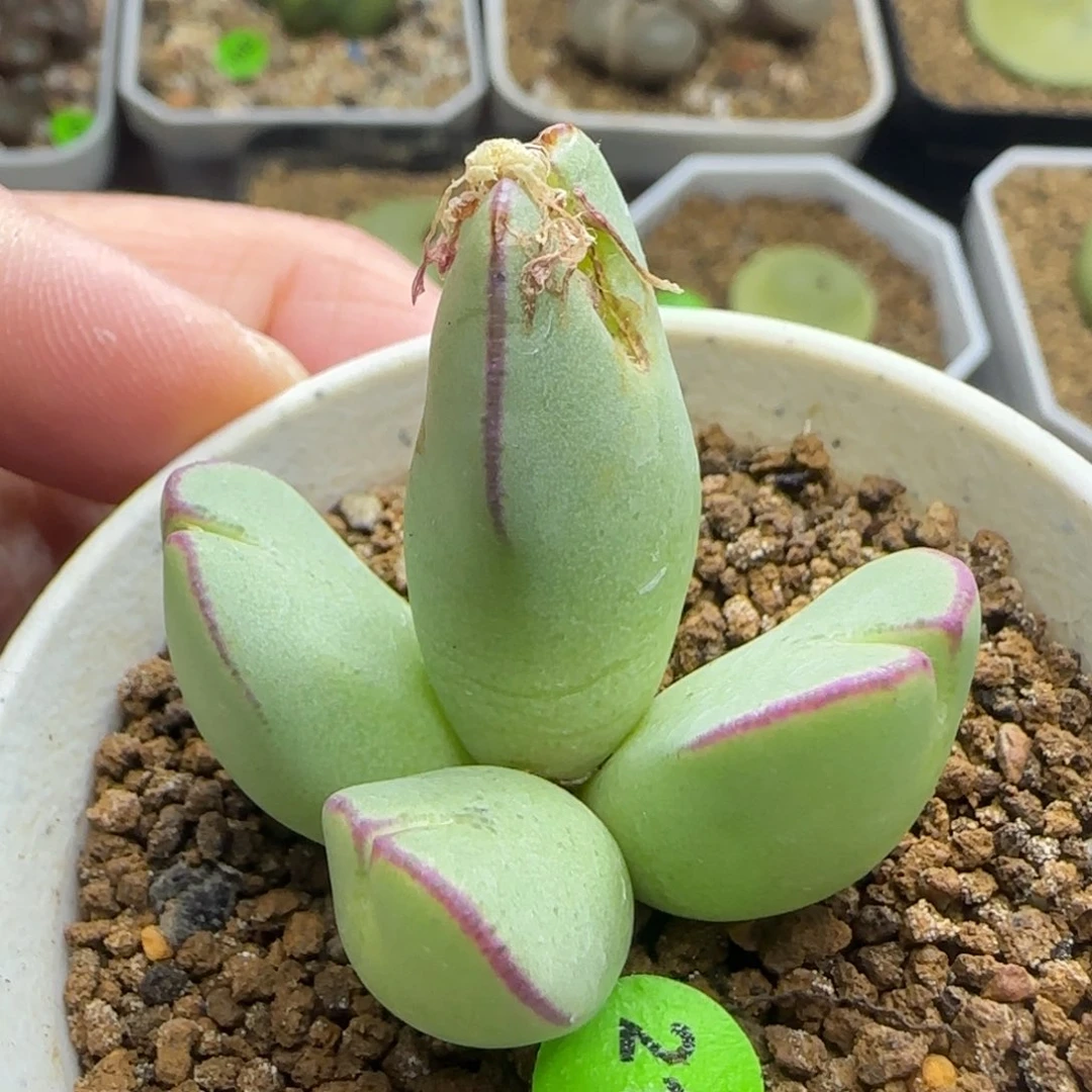 红边托马斯手工水饺群多肉217