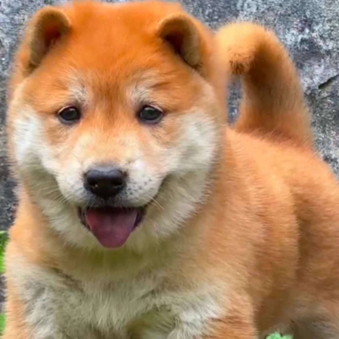 广西五黑五红中华田园犬 狗狗活体不包邮