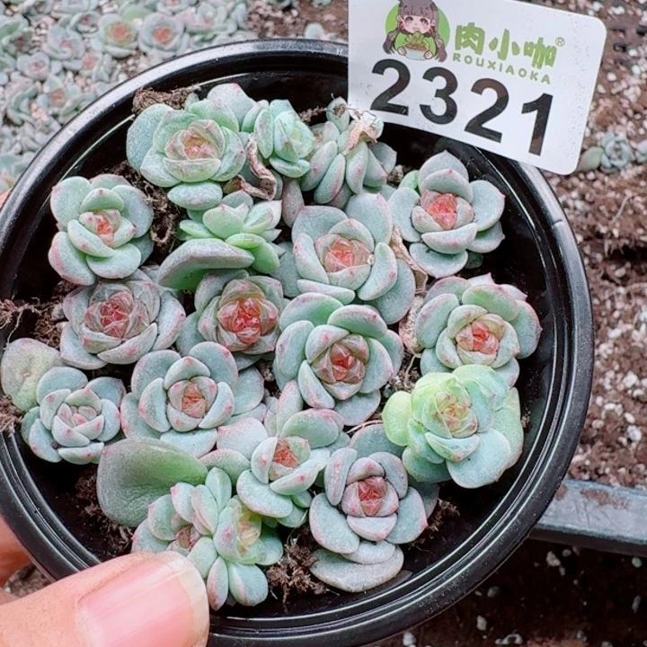 多肉植物多肉植物