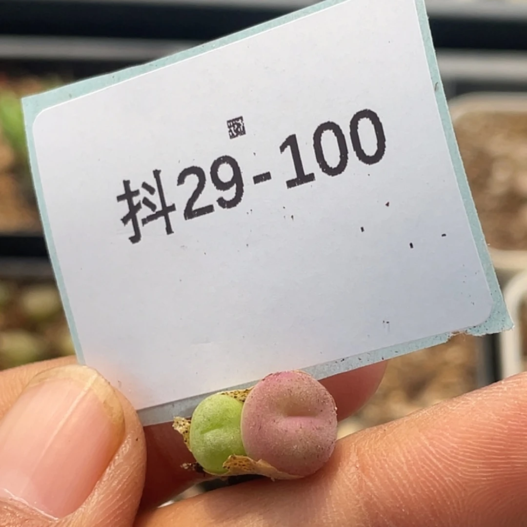 29-100空卡佛多肉植物