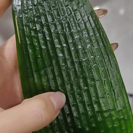 完全开放只一小鲤鱼历险记之